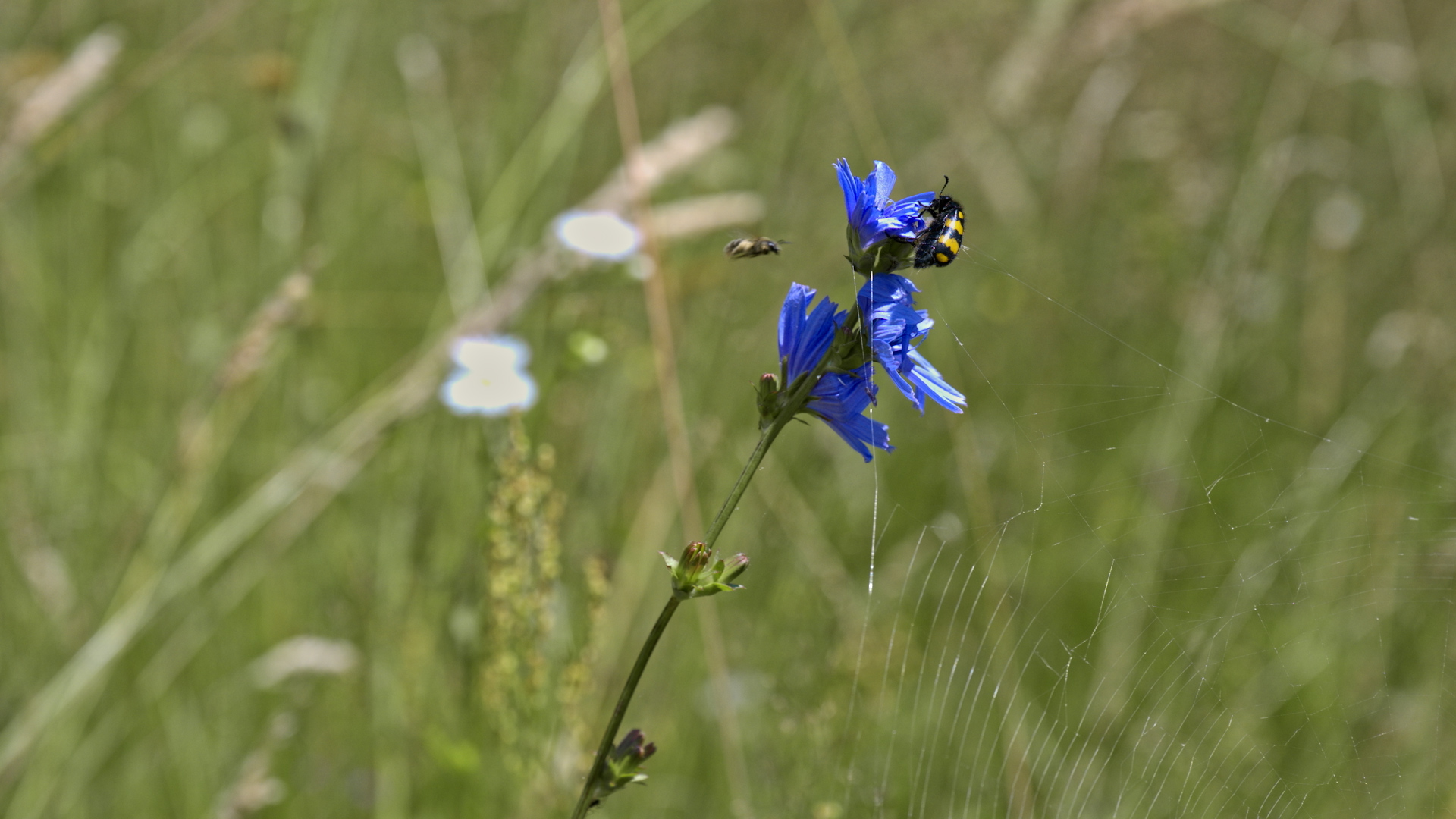 Eine Wildbiene und ein weiteres Insekt an einer blauen Blüte in einer artenreichen Wiese.