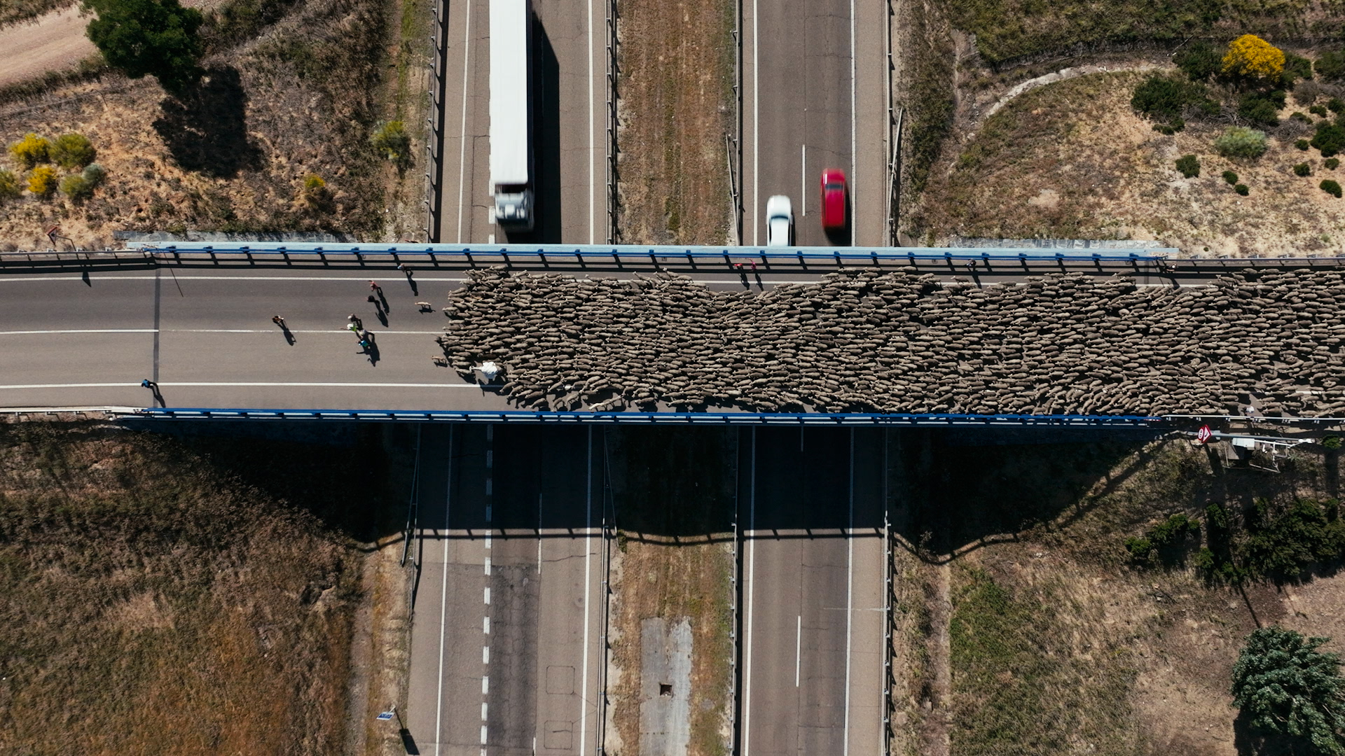 Eine große Schafherde überquert auf einer Brücke eine Autobahn.