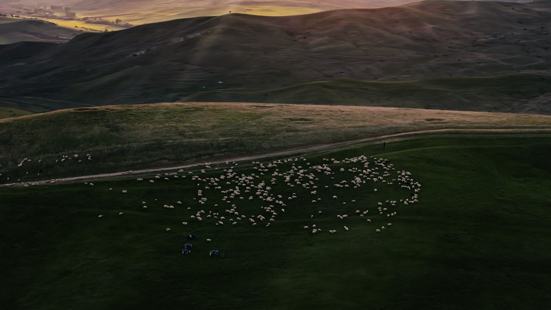 Eine große Schafherde zieht bei Abendlicht durch die Hügellandschaft Siebenbürgens.
